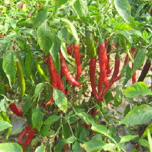 農(nóng)副產(chǎn)品加工批發(fā)產(chǎn)業(yè)鏈解析 價(jià)格、渠道與廠家選擇